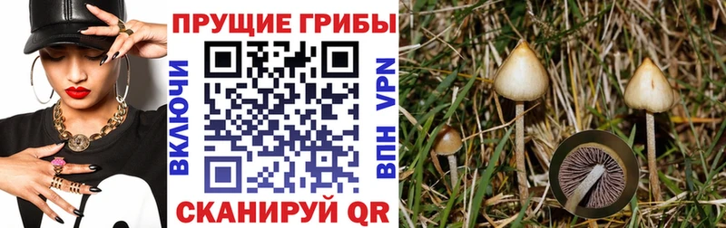 МЕГА вход  где купить наркотик  Ставрополь  Псилоцибиновые грибы мухоморы 
